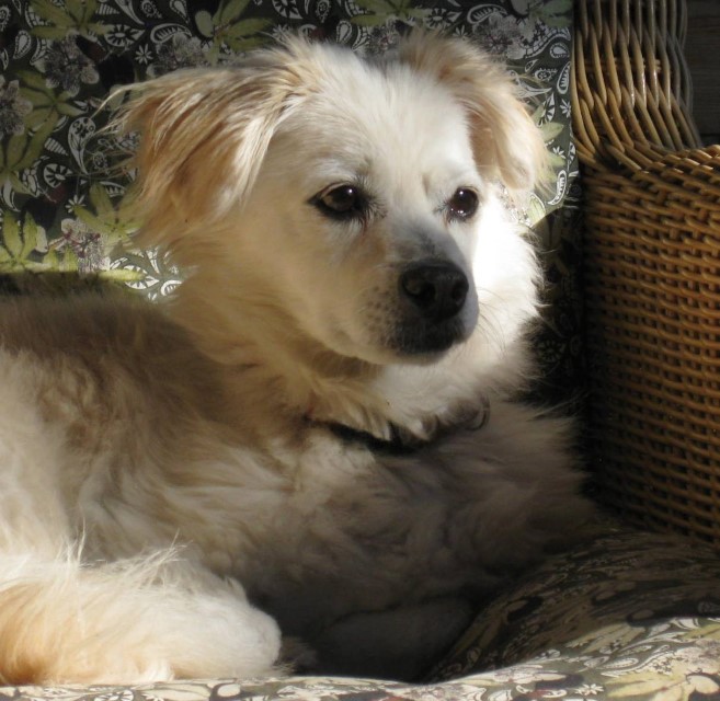 Tierschutzverein Santorini e.V. wir sind aktiv im Tierschutz auf der griechischen Insel Santorin